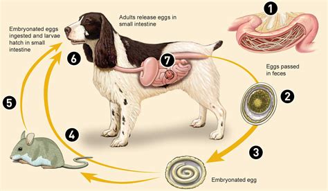 Roundworms in Dogs, Treatment & Symptoms | Interceptor® Plus