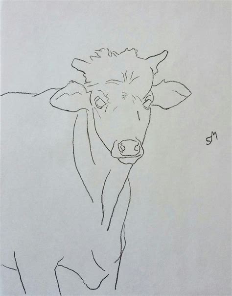 Rancho Paloma Studios: Young Steer - Drawing by Sarah Myers