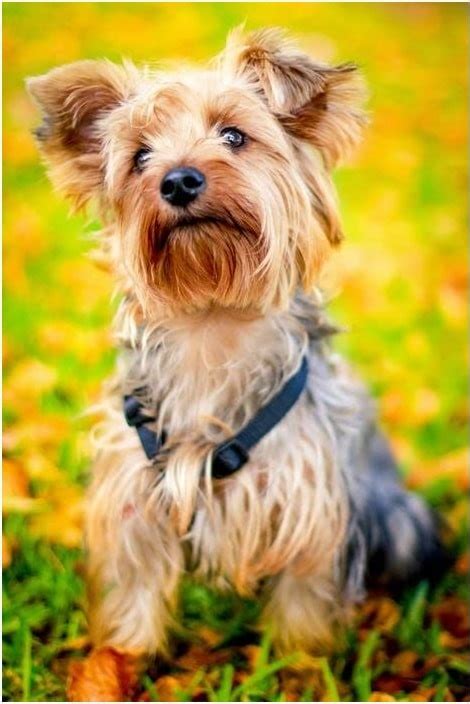 5 Best Dog Food for Yorkies with Allergies