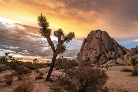 Top 7 Reasons To Visit Joshua Tree National Park This Fall - Travel Off ...