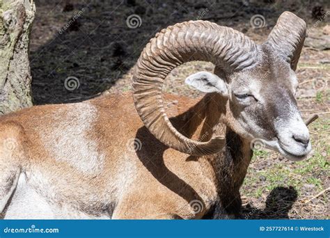 Armenian Mouflon with Huge Horns in the Wild Nature, Close-up Stock Photo - Image of horn ...