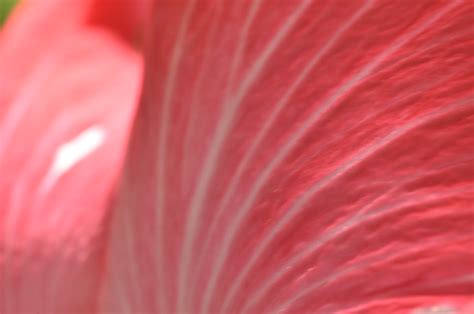 Hibiscus | Hibiscus flower | Marufish | Flickr