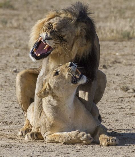 Two lions mating. stock photo. Image of communication - 17563794