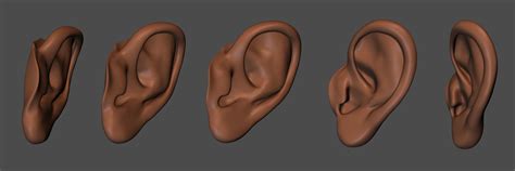 3D model anatomy Human ear | CGTrader