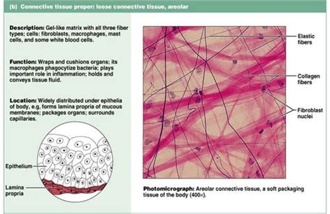Muscle Tissue Function And Location Quizlet - Goimages Zone