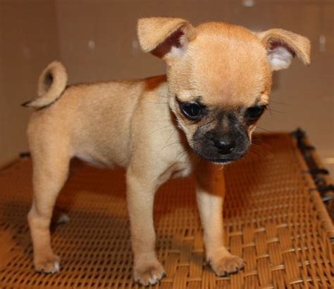 Pug and Chihuahua Chug. He looks like my Major Chug Puppies, Chug Dog, Cute Dogs And Puppies, I ...