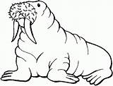 Free Printable Walrus Coloring Pages For Kids sketch template