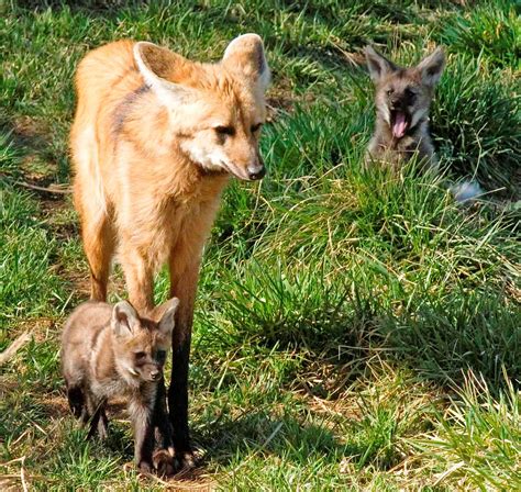 Maned wolf pups | Maned wolf pups | World Land Trust-US | Flickr