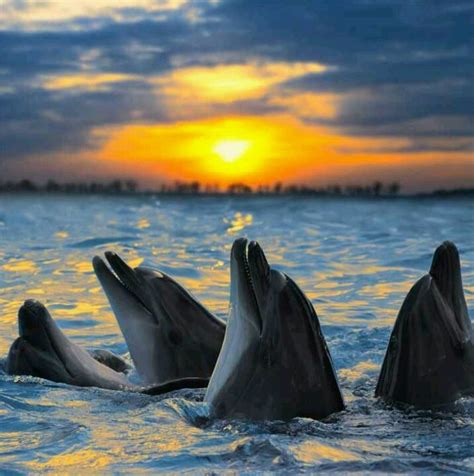 Dolphins at sunset | Ocean animals, Dolphins, Ocean creatures