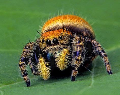 Apache Jumping Spider by Bob Jensen on 500px | Salticidae, Arañas y Insectos