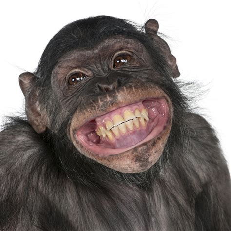 Close-up of Mixed-Breed monkey between Chimpanzee and Bonobo smiling, 8 years old - Smiles 4 Kids