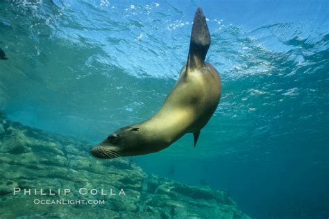 California sea lion, Sea of Cortez, Zalophus californianus photo