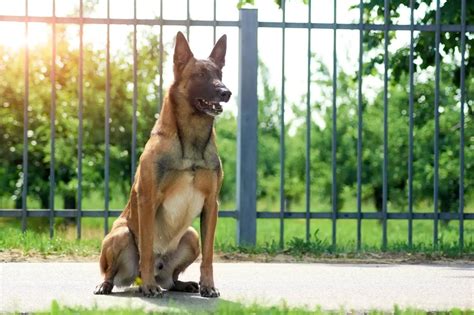 Belgian Malinois Care, Size, Lifespan & Temperament | Perfect Dog Breeds