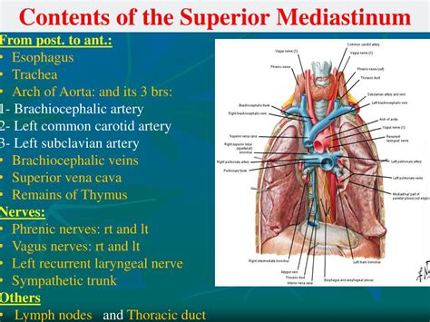 PPT - Mediastinum PowerPoint Presentation, free download - ID:5617803