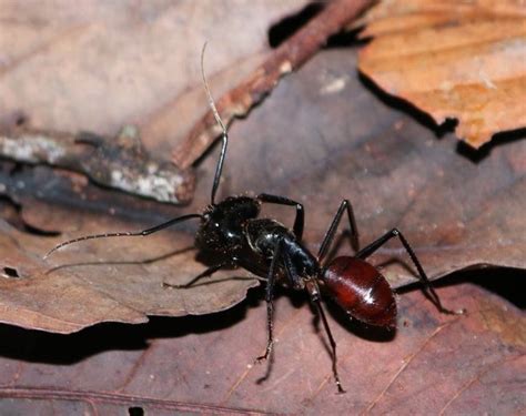 BugFiles Pictures: Giant forest ant (Camponotus gigas), 1 by Kell