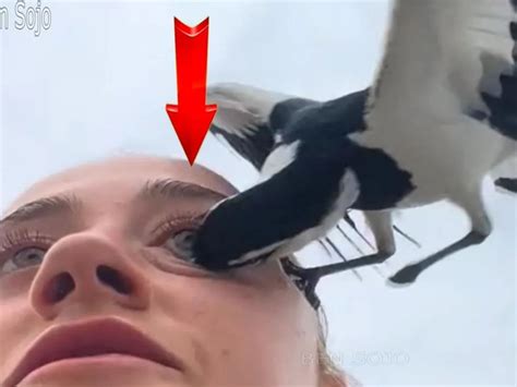 Viral Video: माणसाचे डोळे फोडणारा कोणता हा पक्षी? पाहून उडेल थरकाप|Terrifying Magpie Bird Attack ...