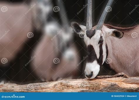 The scimitar oryx stock photo. Image of landscape, death - 50432934