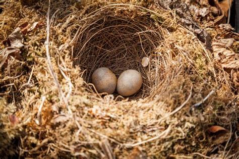 Two British Robin's eggs in abandoned nest. by PhotoEdit Inc. | Robins ...