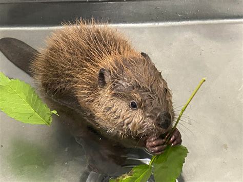 Caring For Baby Beavers at WildCare - Wildcare Foundation