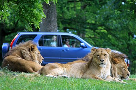 Lion-Country-at-Longleat-Safari-Park-(2) – The Bristol Magazine Online