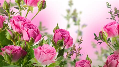 Pink rose flowers, garden #Pink #Rose #Flowers #Garden #4K #wallpaper #hdwallpaper #desktop ...