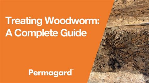 Treating Woodworm: A Complete Guide - YouTube