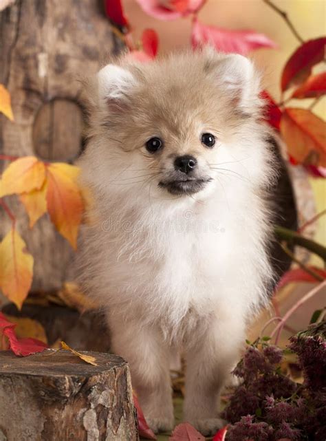 Pomeranian spitz stock photo. Image of leaves, canine - 45804136