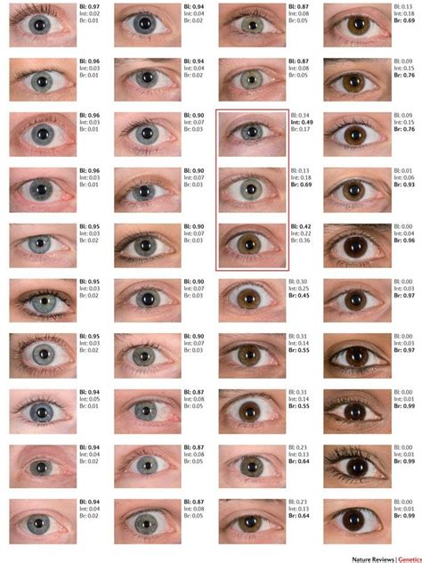 Pin by Jinkyoung Kim on Drawing | Eye color chart, Eye color chart genetics, Eye color facts