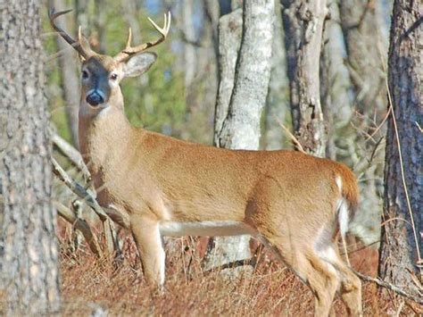 Hunters who thought they killed an 8-point buck got a big surprise when they got the deer home ...