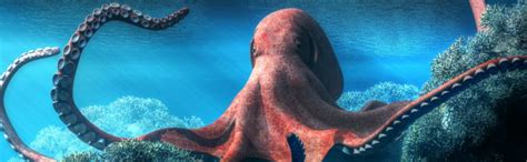 Pet Octopus Care Guide - Diet, Breeding & More » Petsoid