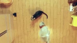 Slow Motion Cat GIF by HuffPost - Find & Share on GIPHY