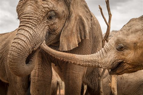 Photo Series Documents Unique Elephant Sanctuary in Kenya | PetaPixel