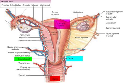 Cervix - Incompetent, Effaced, Short, Soft, and Low cervix