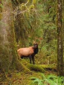 Top 10 Places To View Wildlife Around Olympic National Park - Domaine Madeleine Blog