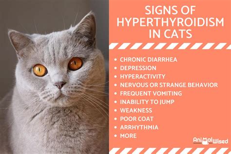 Symptoms of Hyperthyroidism in Cats - Causes and Signs of Feline ...