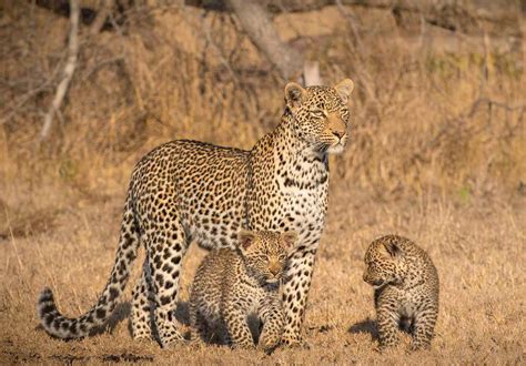 The Top 5 Places to See Leopards in Africa