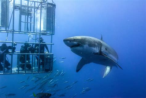 Shark cage diving