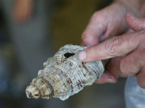 Sifting through history: Pineland dig yields rare Calusa artifacts