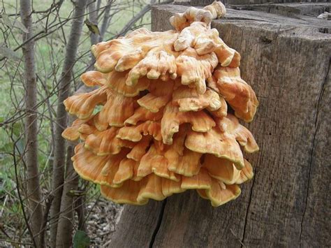 Laetiporus sulphureus | Fynbos, Snacks, Snack recipes