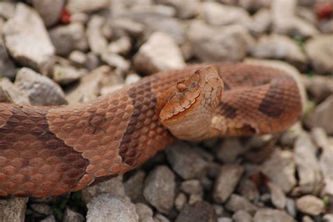 Copperhead Bites Reported as Snake Season Begins — Best Life