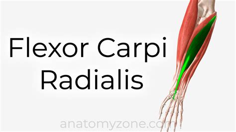 Upper Limb - 3D Interactive Anatomy Tutorials