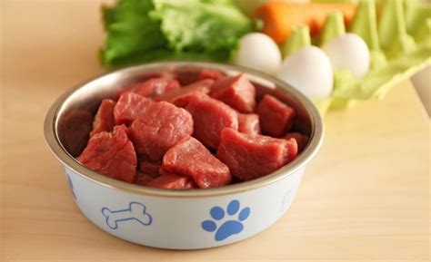Which Raw Meat Is Best For Dogs