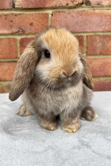 Mini Lop Rabbit: Appearance, Lifespan, Temperament, Care Sheet