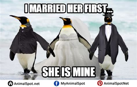 Penguin Memes