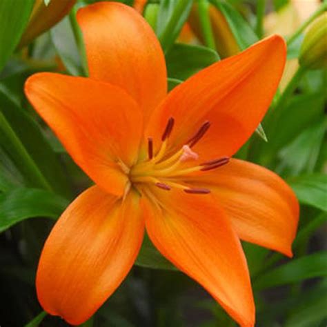 Orange Lily