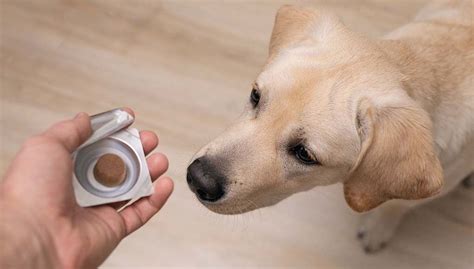 12 Best Dog Anxiety Medications: OTC & Calming Supplements