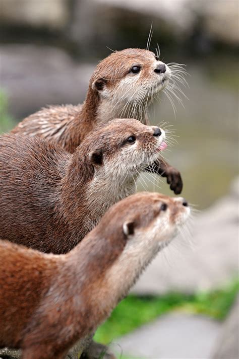 Three Otters in Profile — The Daily Otter