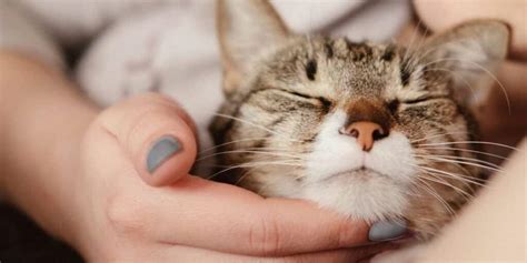 Learn what your cat's purr reveals about its feelings and needs