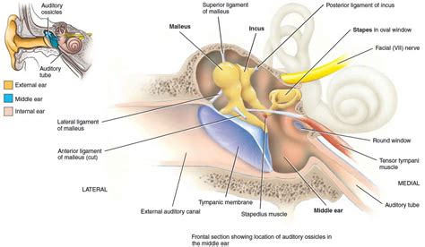 Tympanometry test, tympanometry types & abnormal tympanometry results