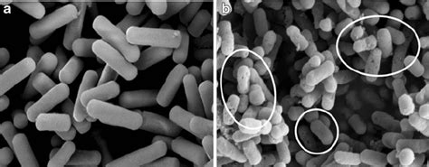 Scanning electron micrographs of lactobacilli without treatment ( a )... | Download Scientific ...